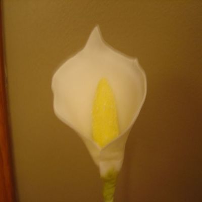 My First Gumpaste Calla Lily