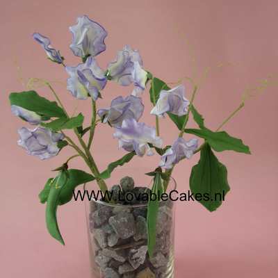 Lathyrus