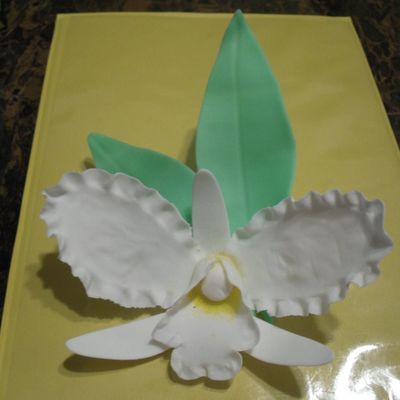Orchid