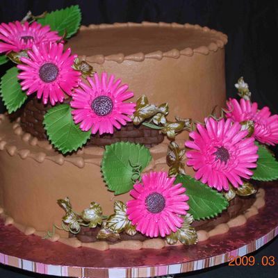 Grebrera Daisy And Chocolate