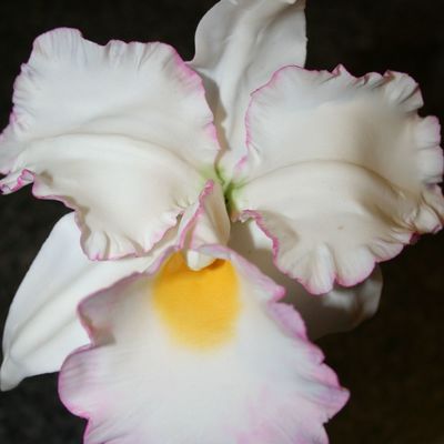 Cattleya Orchid