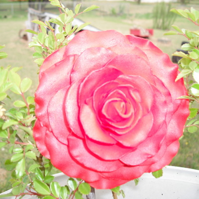 Gumpaste Rose