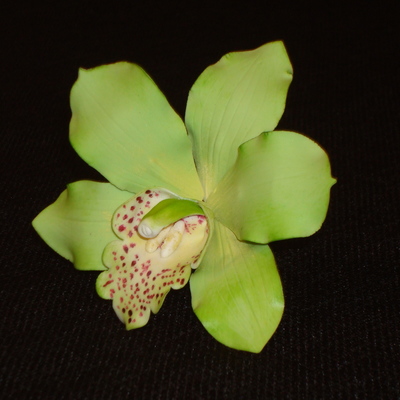 Cymbidium Orchid