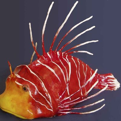 Fish - Pterois Radiata