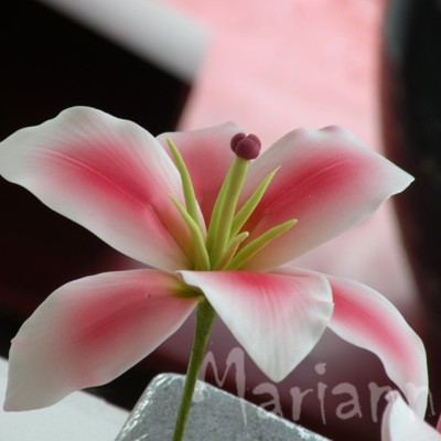 Pink Lily