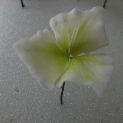 Trillium Flower Used For Filler