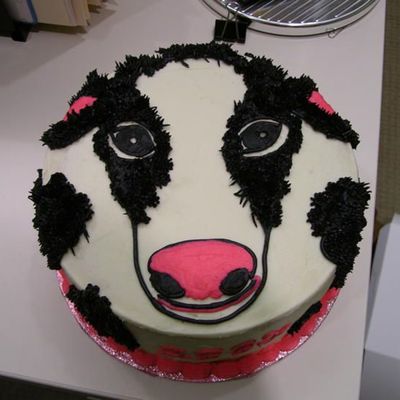Black And White Cow For Abby's Birthday