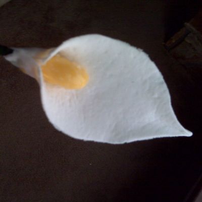 First Calla Lily