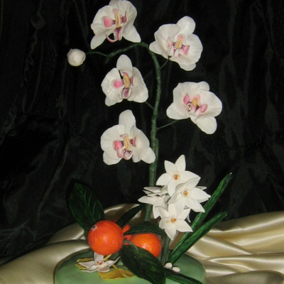 Moth Orchids