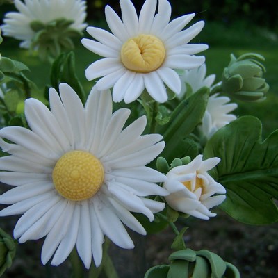 Old Fashioned Daisies