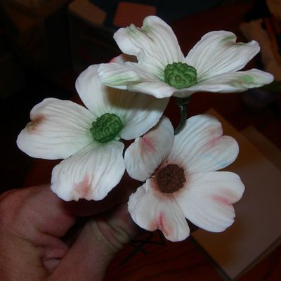 Dogwood Blossoms