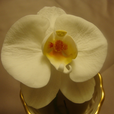 Moth Orchid