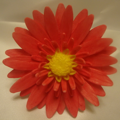 Gerbera Daisy