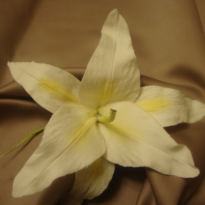 Casablanca Lily