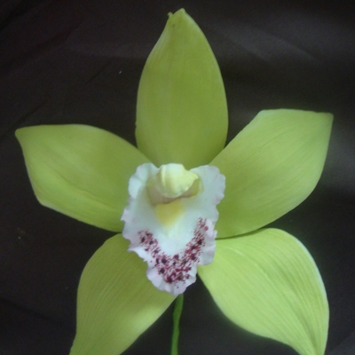 Cymbidium Orchid