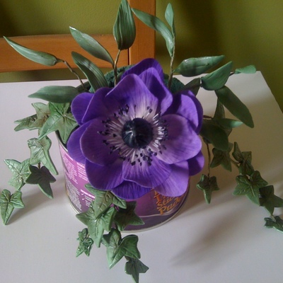 Sugar Anemone Flower