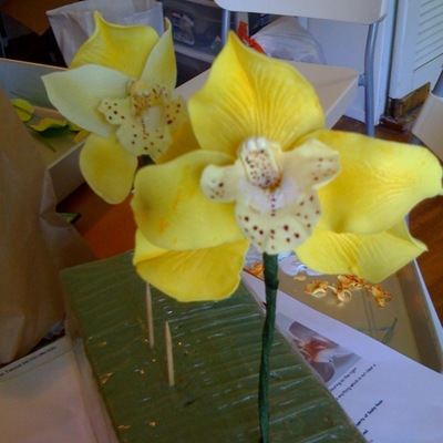 Yellow Orchid