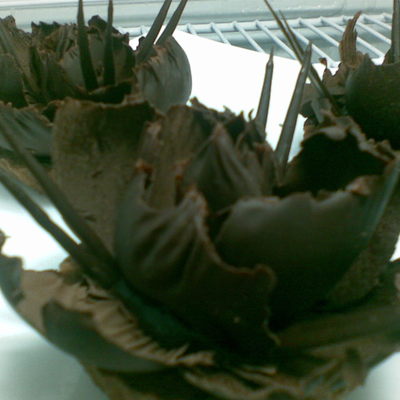 Chocolate Tart