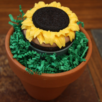 Sunflower W/ Oreo