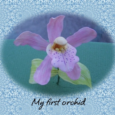 Orchid