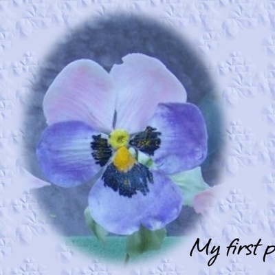 Pansy