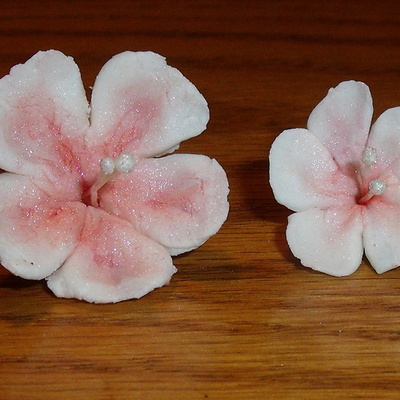 Cherry Blossoms