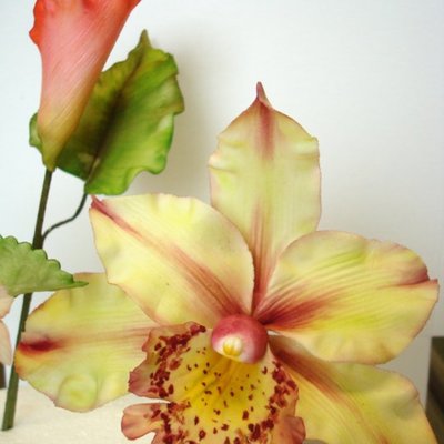 Cymbidium Orchid