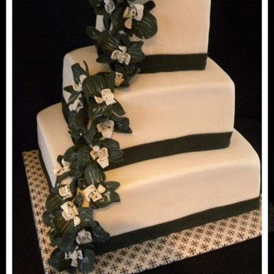 White With Black Moth Orchids!