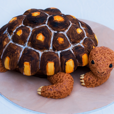 Turtle Cake!