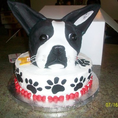 Boston Terrier