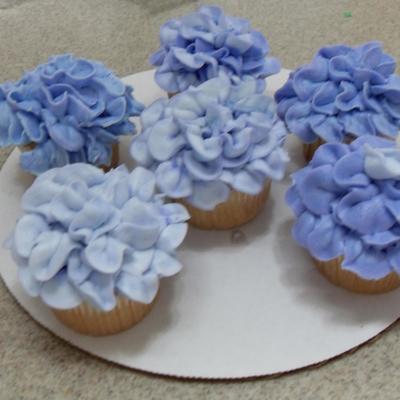 Hydrandia (Sp) Cuppies