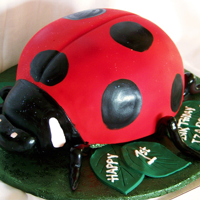 Ladybug
