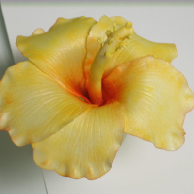 Hibiscus