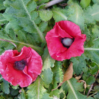 Poppies