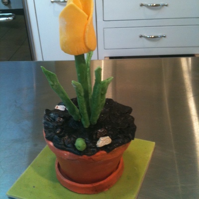 Tulip