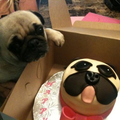 Pug Cake