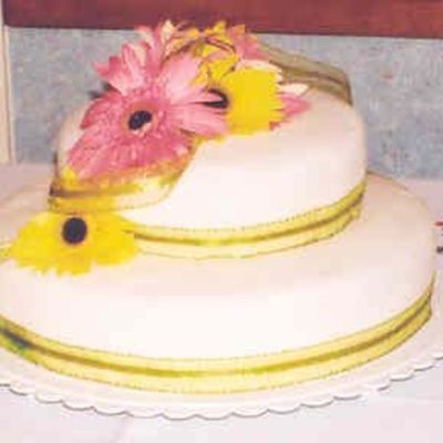 Gerbera Daisy