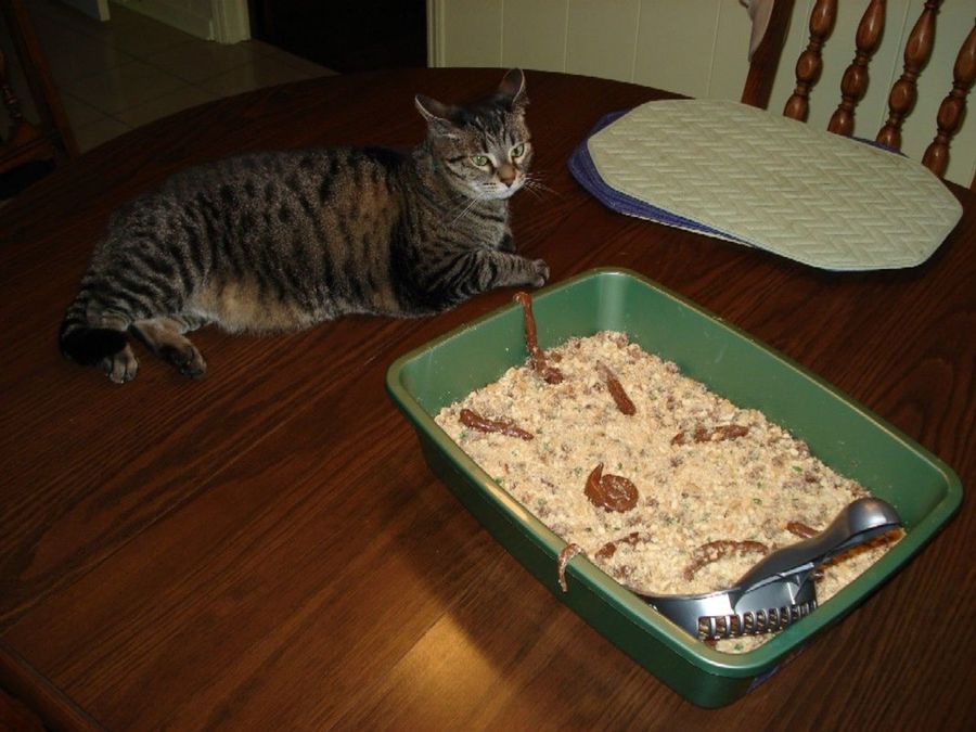 Kitty Litter Cake