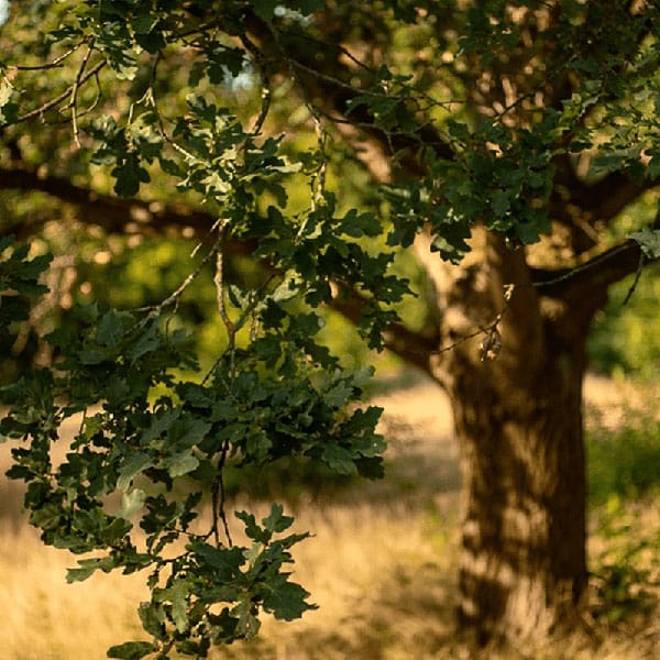 Oak Hill