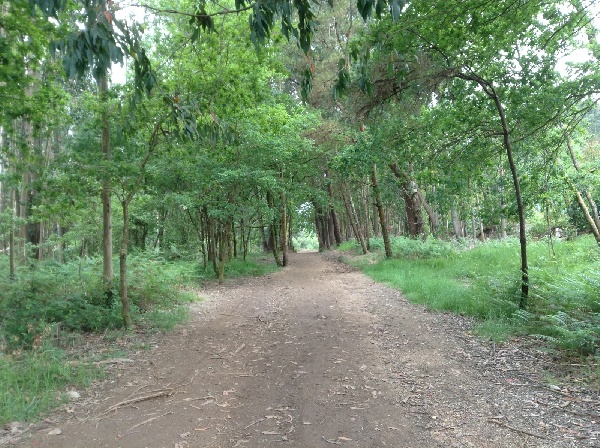 Pedrouzo