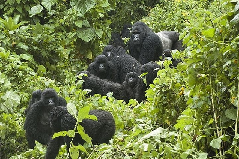 Parque Nacional Bwindi Impenetrable