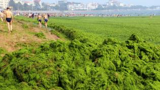 Chinese beachgoers walk by an algae-covered public beach in Qingdao, China, in July. The seas off China have been hit by their l
