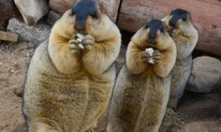 Bubonic plague outbreak feared in central Asia