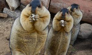 Bubonic plague outbreak feared in central Asia