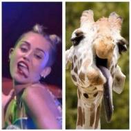 Miley camel.jpg
