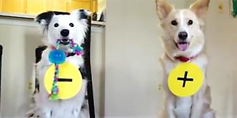 Doggie duo teaches chemistry lesson (Y! Trending Now)