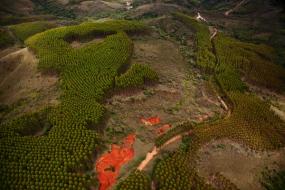 Reforested mine in Minas Gerais