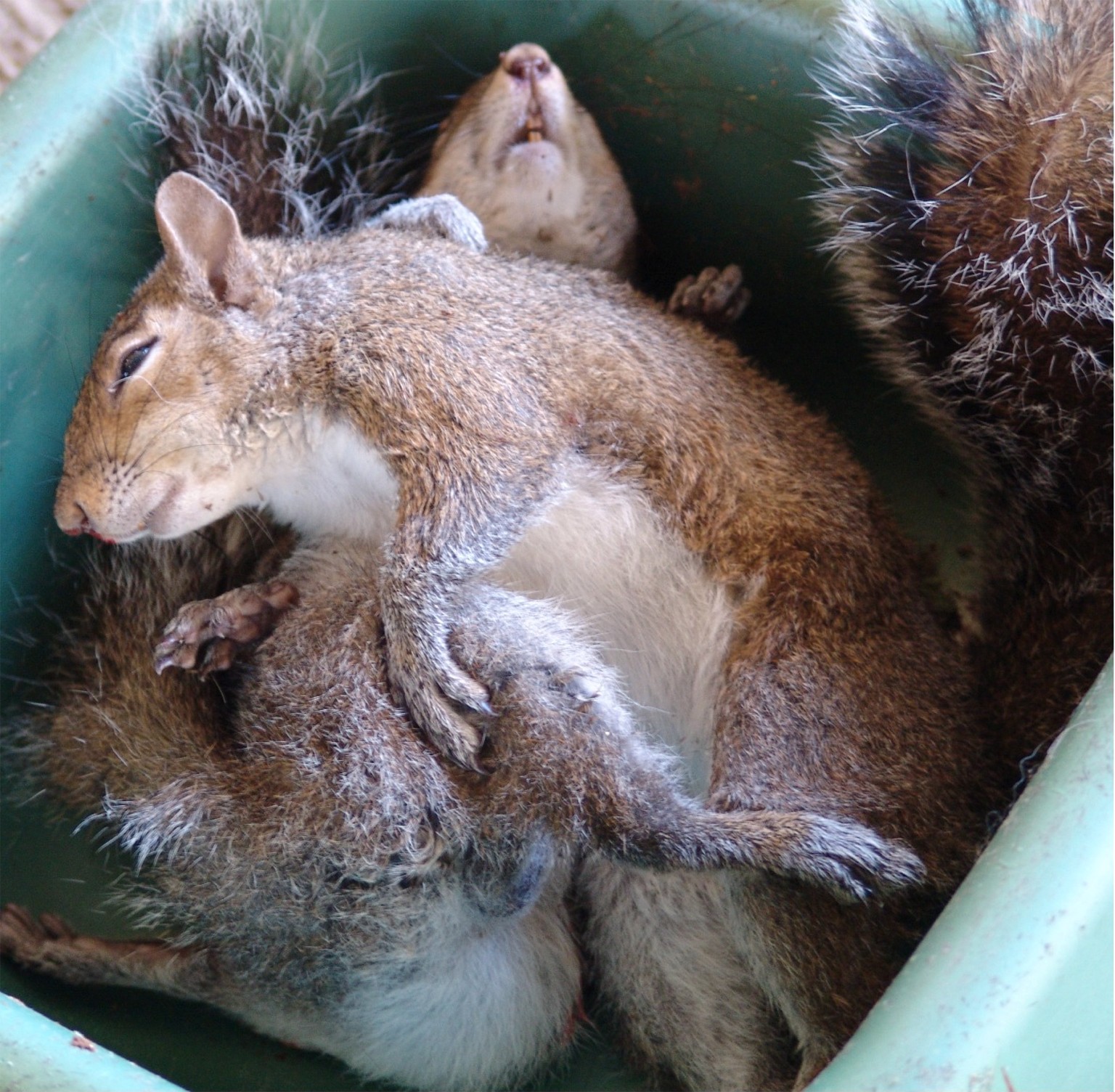 tree_rats_meal.jpg