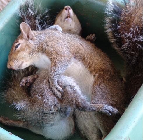 tree_rats_meal.jpg