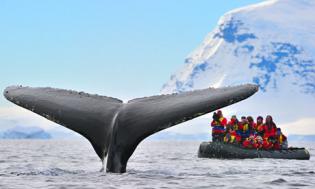 Extreme Whale Watching